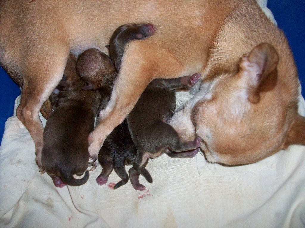 Родились щенки